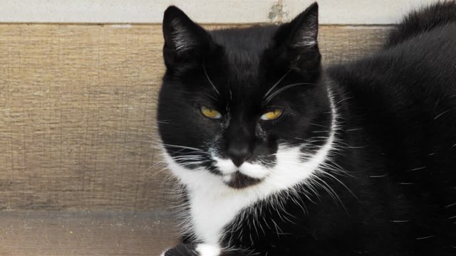 A medium shot of a black and white cat staring directly into the camera.
