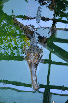 Krokodil