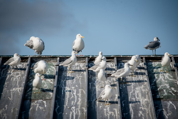 seagulls on roof