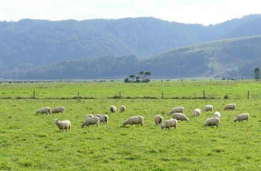 Fototapeta na wymiar Sheep of Australia