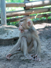 Monkey sitting on the ground with a chain on his neck
