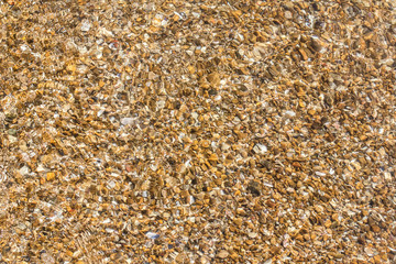 transparent bottom in shallow water on the black sea, cockleshell