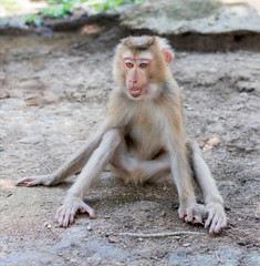 Obraz premium Monkey sits with open mouth