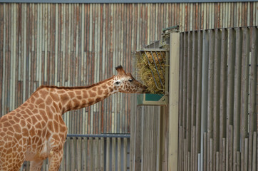 Giraffe Zoo Dresden