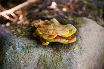 Nothing can stop the vitality of the mushrooms when they want to grow.