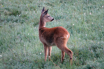 a roebuck yearling in the morning on a field with cotton flowers