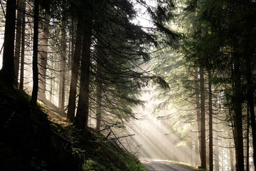 Fototapeta premium beautiful sunny morning in the forest with fog and sunbeams 