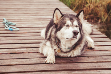 sick old big dog cripple malamute without paw lying alone outdoors