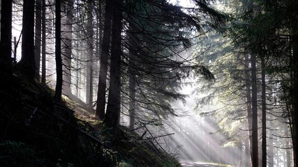 beautiful sunny morning in the forest with fog and sunbeams 