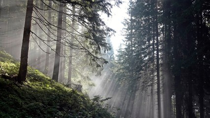 Fototapeta premium beautiful sunny morning in the forest with fog and sunbeams 