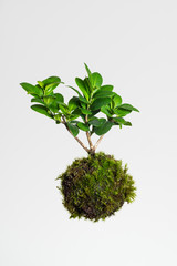 Obraz premium Ficus microcarpa as hanging Kokedama plant