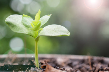 Green sprout growing with morning sunlight. Ecology and Environment concept.