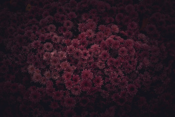Moody Floral dark background. Mystical Deep red purple flower on black background