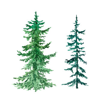 Pine tree illustration. Watercolor winter evegreen trees, isolated on white background. Hand painted spruce forest. Landscape scene for Christmas cards, banners. Holiday design.