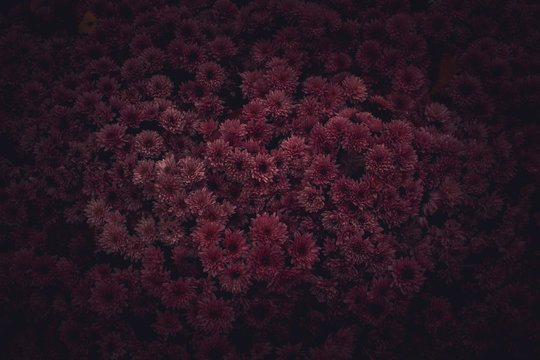 Moody Floral Dark Background. Mystical Deep Red Purple Flower On Black Background