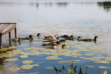 black ducks swims in river.