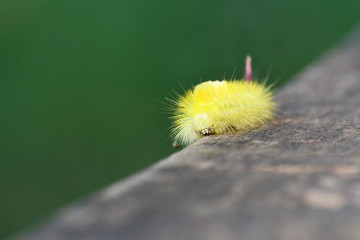 The big yellow shaggy caterpillar