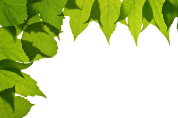background frame of tree leaves, isolated on white