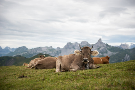 Kuh auf dem Frohnalpstock