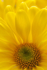 Close up photograph of yellow daisy petals