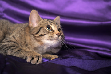 brown british tabby kitten on purple background