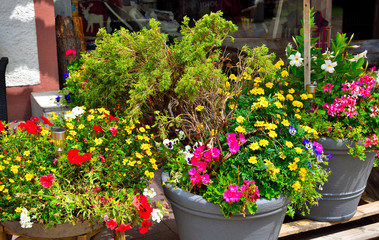 flowers in Folgaria Trento Italy