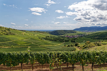 Fototapeta na wymiar Vignes d'Alsace