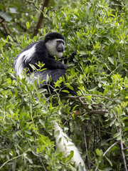A small population, Guereza colobus, Colobus guereza, lives on Lake Awassa, Ethiopia