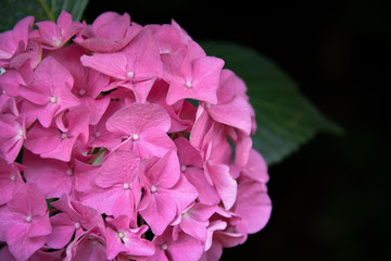 Obraz na płótnie Canvas pink hydrangea