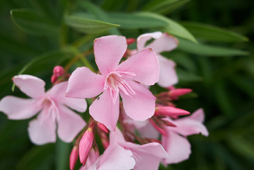 View of pink oleander inflorescence
