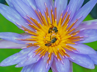 Beautiful lotus flower or waterlily off Macro.