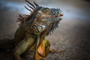 Iguana Close-Up in. Iguana exposure done in an iguana farm in Roatan, Honduras.