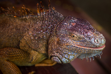 Iguana Close-Up in. Iguana exposure done in an iguana farm in Roatan, Honduras.