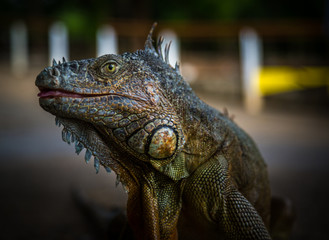 Iguana Close-Up in. Iguana exposure done in an iguana farm in Roatan, Honduras.