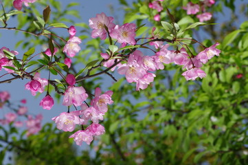 봄꽃. 모과나무. 