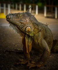Iguana Close-Up in. Iguana exposure done in an iguana farm in Roatan, Honduras.