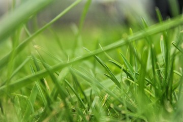 Green grass