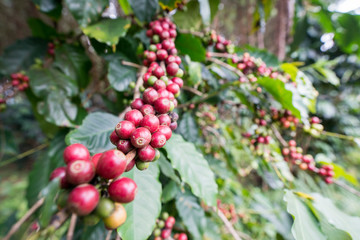 Obraz premium THAILAND PHITSANULOK COFFEE PLANTATION