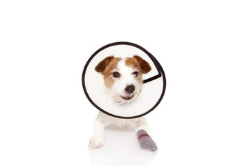 Injured sick dog wearing protective funnel collar and sock with angry expression. Isolated on white background..