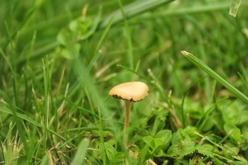 mushroom in the grass