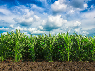 Green field with young corn
