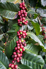 THAILAND PHITSANULOK COFFEE PLANTATION