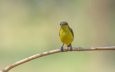 Beautiful Birds of Thailand( Brown-throated sunbird, Plain-throated sunbird)