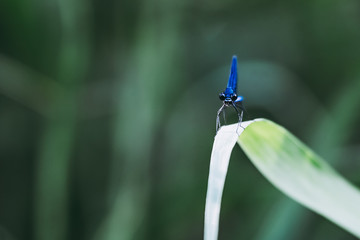 Libellule bleu irisée posée sur une branche