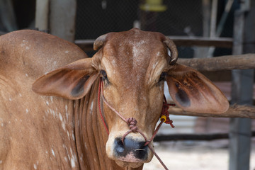 Naklejka premium Thai cows are eating grass in the farmer's fields
