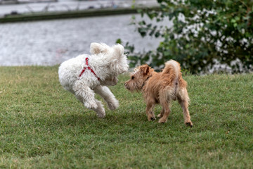 Naklejka na ściany i meble Nanja, Bichon Bolognese doggy, and little terrier playing in the park 