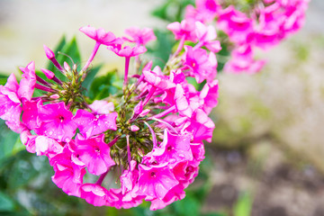 pink flowers in dew on green leaf background close-up
