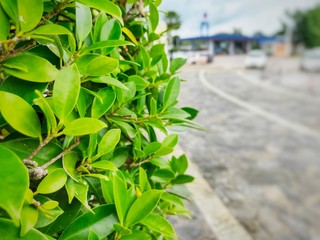Green leaves and a side space.  