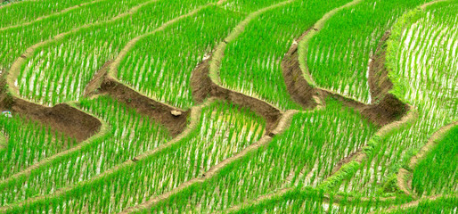 Naklejka premium Green Terraced Rice Field in Pa Pong Pieng , Mae Chaem, Chiang Mai, Thailand