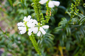 white small flowers on blurry green leaf background close-up